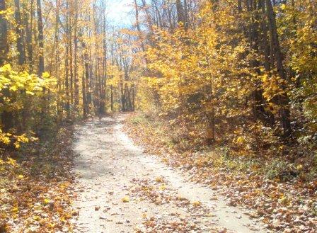 Maple Tree Lane in autumn