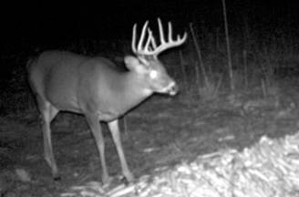Trail Cam 